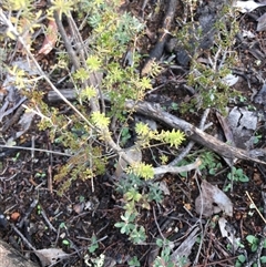 Calytrix tetragona (Common Fringe-myrtle) at Crowther, NSW - 12 Jun 2025 by Frecko