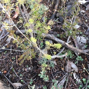 Calytrix tetragona at Crowther, NSW - Yesterday by Frecko