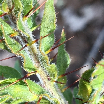 Acacia paradoxa (Kangaroo Thorn) at Crowther, NSW - 12 Jun 2025 by Frecko
