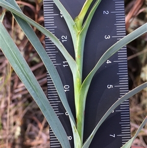 Stypandra glauca at Crowther, NSW - Yesterday by Frecko