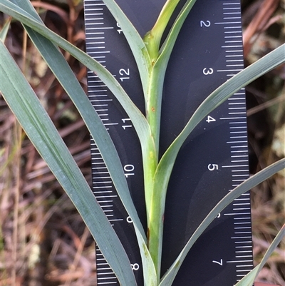 Stypandra glauca (Nodding Blue Lily) at Crowther, NSW - 12 Jun 2025 by Frecko