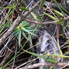 Melichrus erubescens (Ruby Urn Heath) at Crowther, NSW - 12 Jun 2025 by Frecko