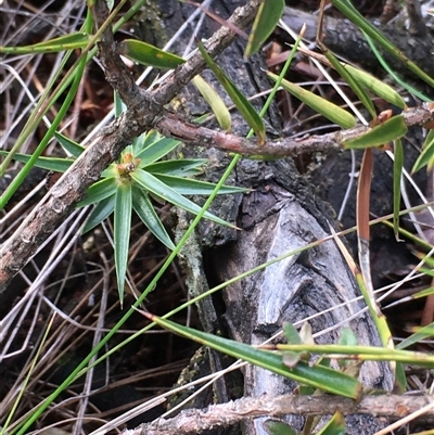 Melichrus erubescens (Ruby Urn Heath) at Crowther, NSW - 12 Jun 2025 by Frecko