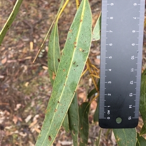 Eucalyptus globulus subsp. bicostata at Crowther, NSW - Yesterday by Frecko