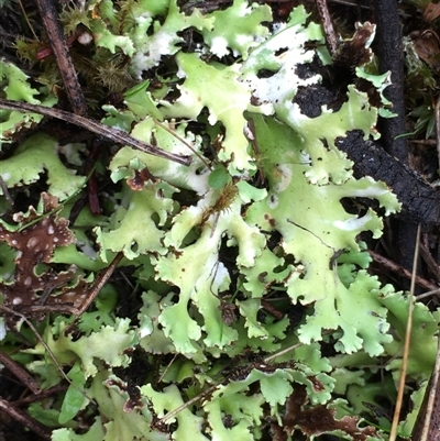 Unverified Lichen at Crowther, NSW - Yesterday by Frecko