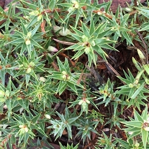 Melichrus urceolatus at Crowther, NSW - 12 Jun 2025 09:28 AM