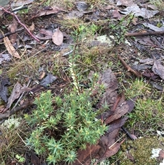 Melichrus urceolatus at Crowther, NSW - 12 Jun 2025 09:28 AM