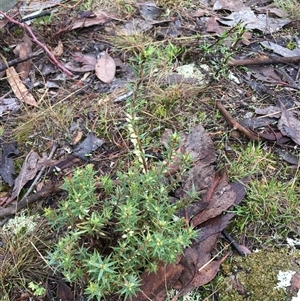 Melichrus urceolatus at Crowther, NSW - 12 Jun 2025 09:28 AM