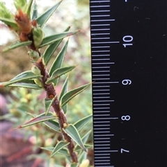Melichrus urceolatus at Crowther, NSW - 12 Jun 2025 09:28 AM