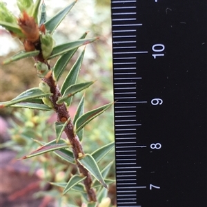 Melichrus urceolatus at Crowther, NSW - 12 Jun 2025 09:28 AM