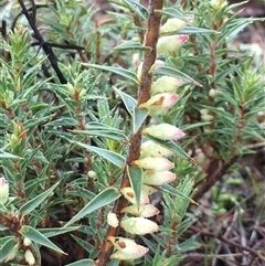 Melichrus urceolatus at Crowther, NSW - 12 Jun 2025 09:28 AM