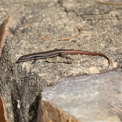 Morethia boulengeri (Boulenger's Skink) at Acton, ACT - 10 Apr 2025 by quitechoughed