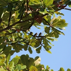 Lonchura punctulata (Scaly-breasted Munia) at Port Douglas, QLD - 5 Jun 2025 by mroseby