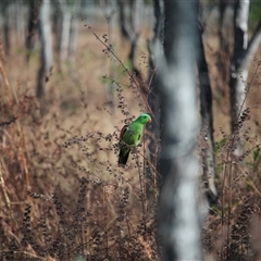 Aprosmictus erythropterus (Red-winged Parrot) at Julatten, QLD - 4 Jun 2025 by mroseby