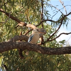 Dacelo leachii (Blue-winged Kookaburra) at Julatten, QLD - 4 Jun 2025 by mroseby