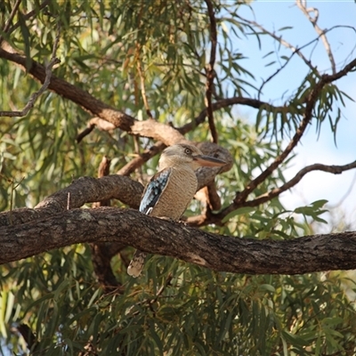 Dacelo leachii (Blue-winged Kookaburra) at Julatten, QLD - 4 Jun 2025 by mroseby