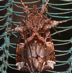 Callopistria maillardi (White Tangle (Acronictinae) at Sheldon, QLD by PJH123
