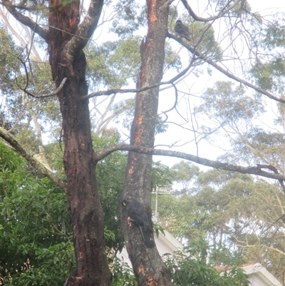 Zanda funerea (Yellow-tailed Black-Cockatoo) at South Durras, NSW - 20 Oct 2019 by JasonPStewartNMsnc2016