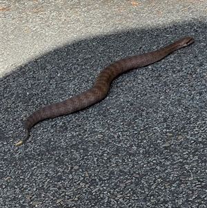 Acanthophis antarcticus (Common Death Adder) at Hollisdale, NSW - 7 Jun 2025 by SJHarris
