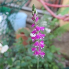 Spiranthes australis at South Durras, NSW - suppressed