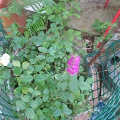 Spiranthes australis at South Durras, NSW - suppressed