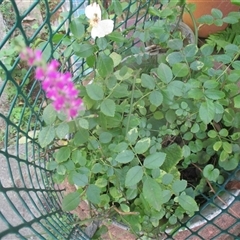 Spiranthes australis at South Durras, NSW - suppressed