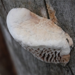 Hexagonia vesparia (Wasp Nest Polypore) at Hall, ACT - 11 Jun 2025 by Anna123