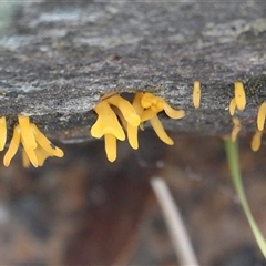 Calocera sp. (A stagshorn fungus) at Hall, ACT - 11 Jun 2025 by Anna123