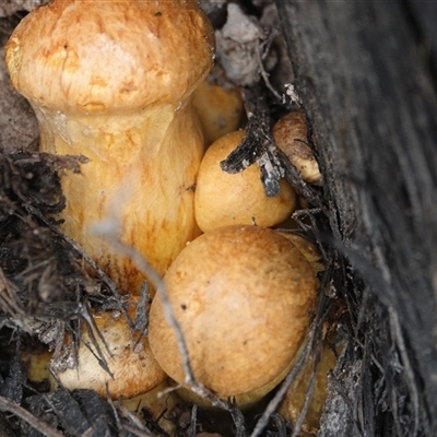 Gymnopilus junonius (Spectacular Rustgill) at Hall, ACT - 11 Jun 2025 by Anna123