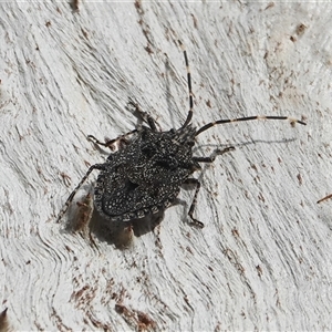 Alcaeus varicornis at Hall, ACT - 11 Jun 2025 02:41 PM