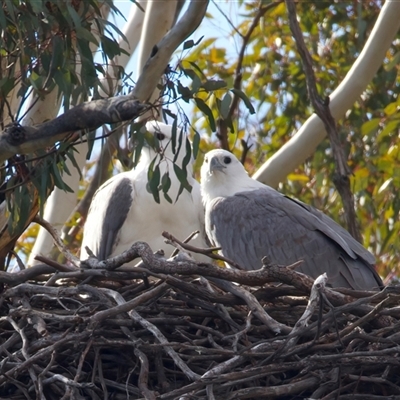 Haliaeetus leucogaster (White-bellied Sea-Eagle) at Yarrow, NSW - 12 Jun 2025 by jb2602
