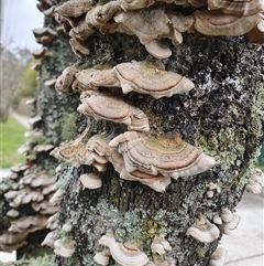 Trametes versicolor (Turkey Tail) at Bundanoon, NSW - Yesterday by Aussiegall