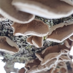 Trametes versicolor at Bundanoon, NSW - 13 Jun 2025 12:29 PM