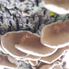 Trametes versicolor at Bundanoon, NSW - 13 Jun 2025 12:29 PM