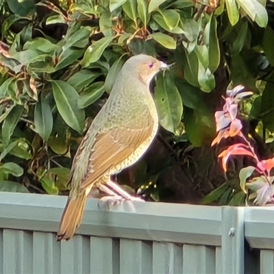 Ptilonorhynchus violaceus (Satin Bowerbird) at Isaacs, ACT - 13 Jun 2025 by Mike