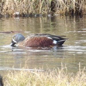 Spatula rhynchotis (Australasian Shoveler) at Fyshwick, ACT - 13 Jun 2025 by MatthewFrawley