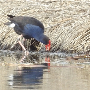 Porphyrio melanotus (Australasian Swamphen) at Fyshwick, ACT - 13 Jun 2025 by MatthewFrawley