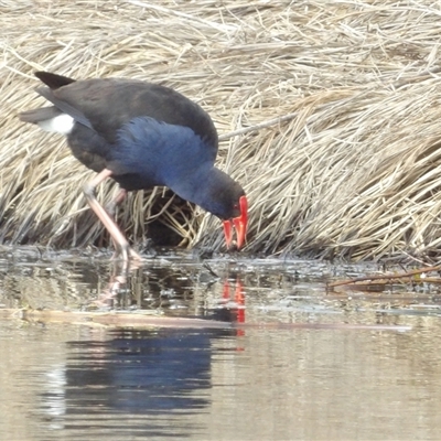 Porphyrio melanotus (Australasian Swamphen) at Fyshwick, ACT - 13 Jun 2025 by MatthewFrawley