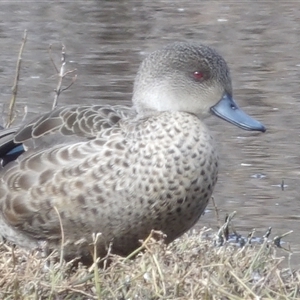 Anas gracilis (Grey Teal) at Fyshwick, ACT - 13 Jun 2025 by MatthewFrawley