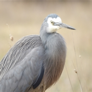 Egretta novaehollandiae (White-faced Heron) at Fyshwick, ACT - 13 Jun 2025 by MatthewFrawley