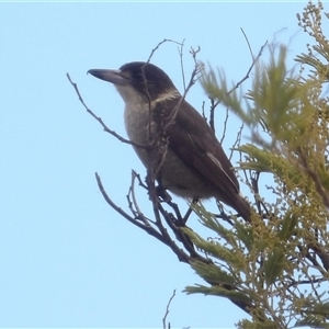 Cracticus torquatus (Grey Butcherbird) at Fyshwick, ACT - 13 Jun 2025 by MatthewFrawley