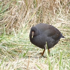 Gallinula tenebrosa (Dusky Moorhen) at Fyshwick, ACT - 13 Jun 2025 by MatthewFrawley