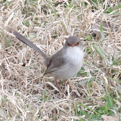 Malurus cyaneus (Superb Fairywren) at Fyshwick, ACT - 13 Jun 2025 by MatthewFrawley