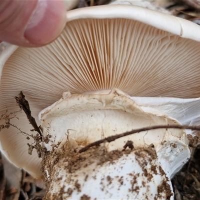 Unverified Cap on a stem; gills below cap [mushrooms or mushroom-like] at Kingsdale, NSW - Yesterday by trevorpreston