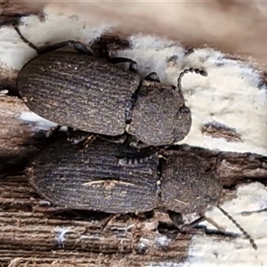 Unverified Darkling beetle (Tenebrionidae) at Kingsdale, NSW - 13 Jun 2025 by trevorpreston