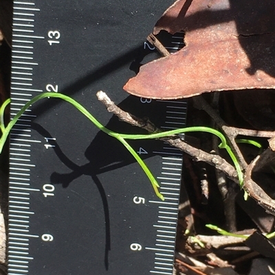 Cassytha pubescens (Devil's Twine) at Crowther, NSW - 13 Jun 2025 by Frecko