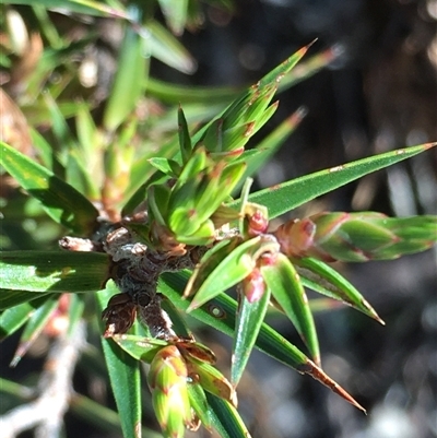 Melichrus erubescens (Ruby Urn Heath) at Crowther, NSW - 13 Jun 2025 by Frecko