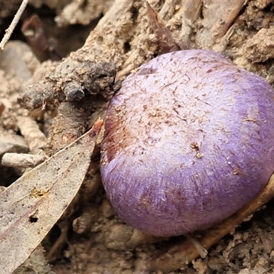 Cortinarius archeri s.l. at Kingsdale, NSW - Yesterday by trevorpreston