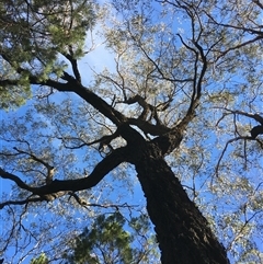 Eucalyptus sideroxylon (Mugga Ironbark) at Crowther, NSW - 13 Jun 2025 by Frecko