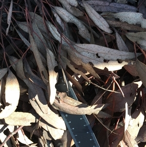 Eucalyptus sideroxylon at Crowther, NSW - 13 Jun 2025 11:09 AM
